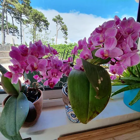 La Maison Bisca Affittacamere 4*