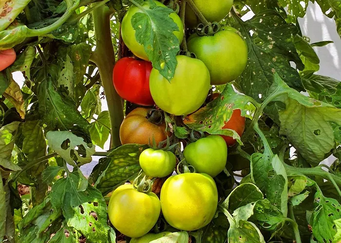 Vendégház La Maison Bisca